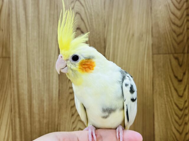 オカメインコ