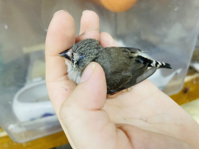 錦花鳥（キンカチョウ）