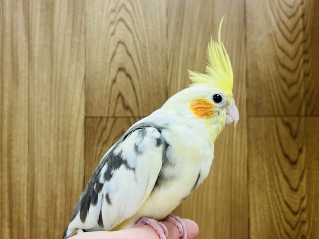 オカメインコ
