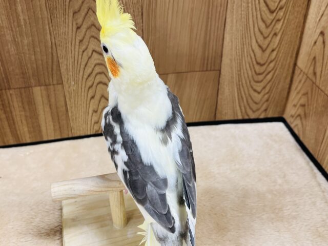 オカメインコ