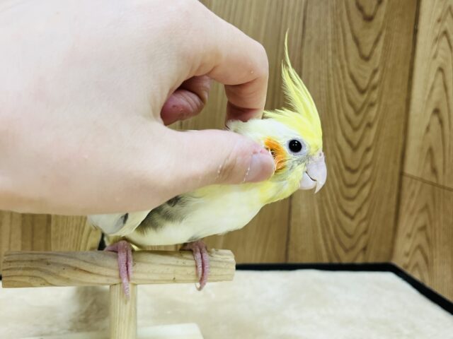 オカメインコ