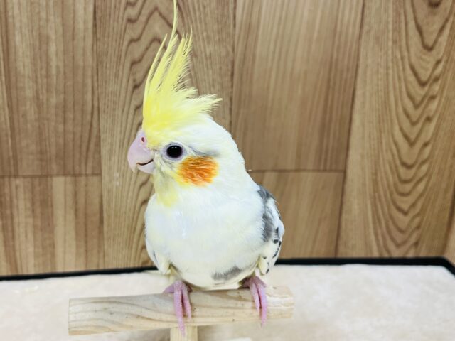オカメインコ