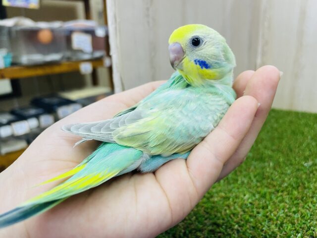 セキセイインコ