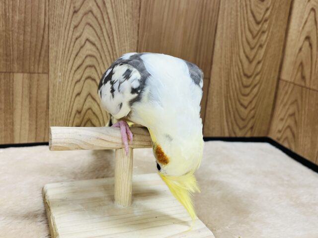 オカメインコ