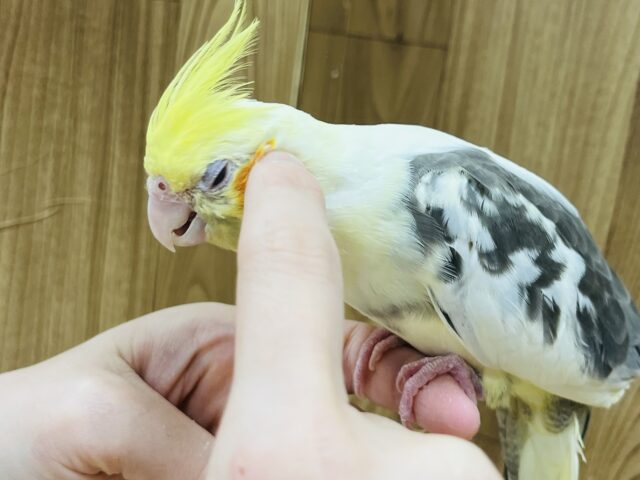 オカメインコ