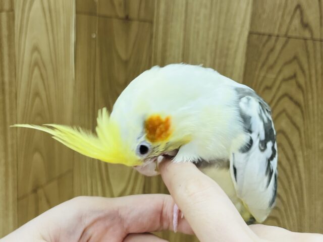 オカメインコ
