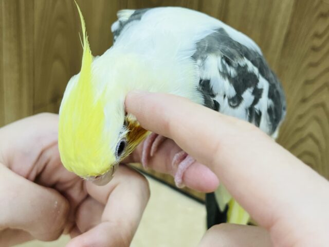 オカメインコ