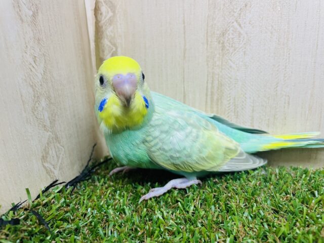 セキセイインコ