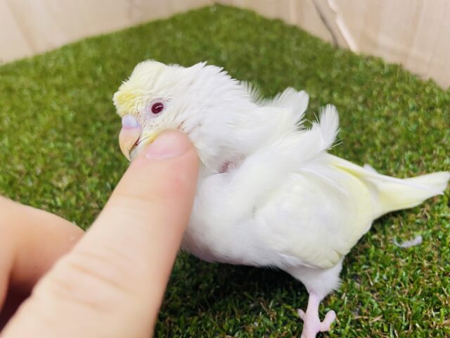 羽衣セキセイインコ