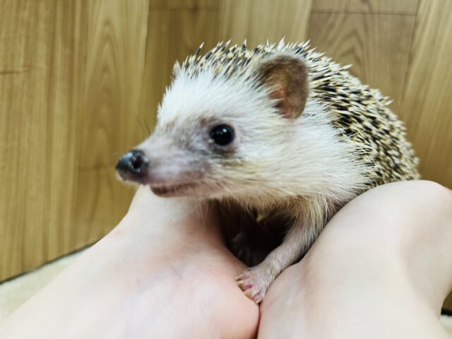 ハリネズミ（ヨツユビハリネズミ）