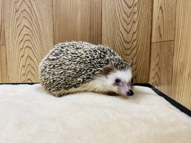 ハリネズミ（ヨツユビハリネズミ）