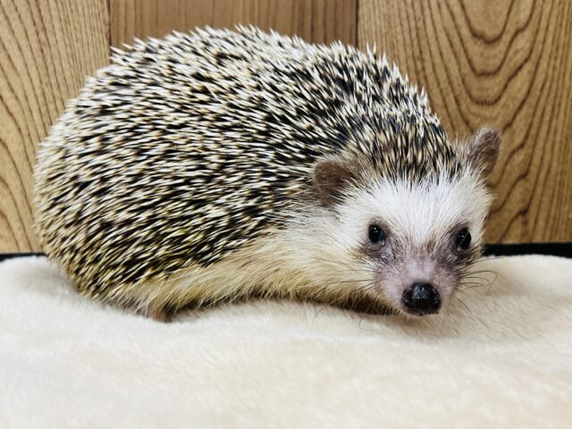 ハリネズミ（ヨツユビハリネズミ）