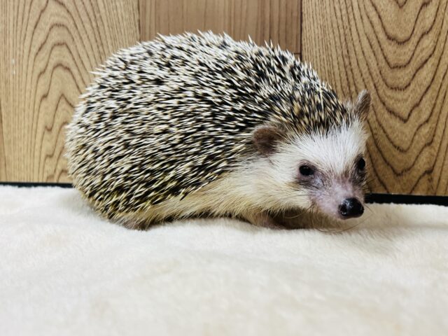 ハリネズミ（ヨツユビハリネズミ）