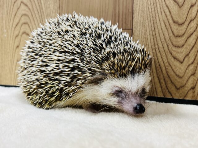 ハリネズミ（ヨツユビハリネズミ）