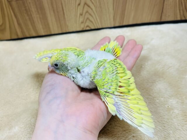 セキセイインコ