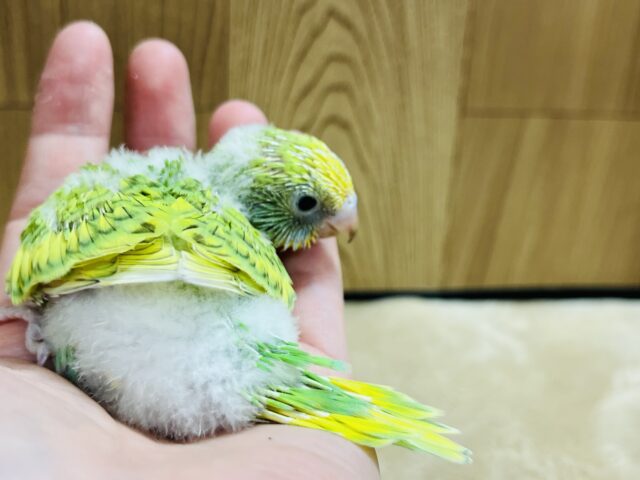 セキセイインコ