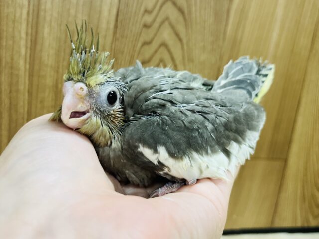 オカメインコ