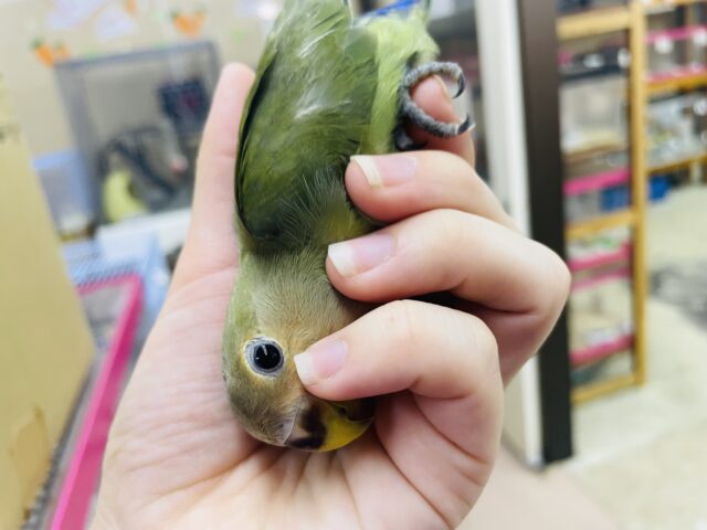 コザクラインコ（小桜インコ）
