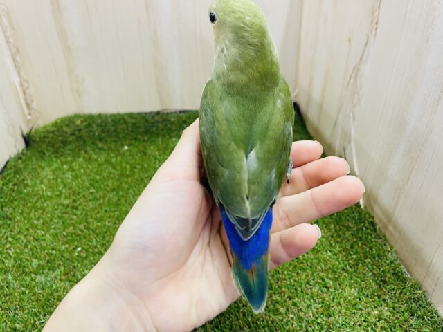コザクラインコ（小桜インコ）