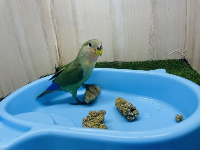 コザクラインコ（小桜インコ）