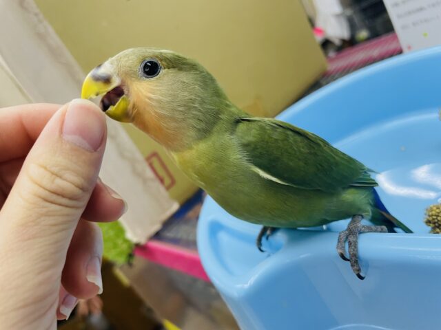 コザクラインコ（小桜インコ）