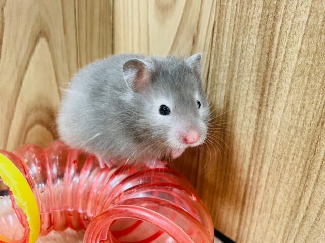 ゴールデンハムスター