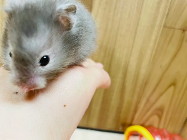 ゴールデンハムスター