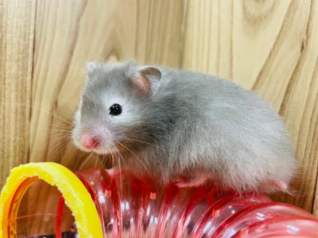 ゴールデンハムスター