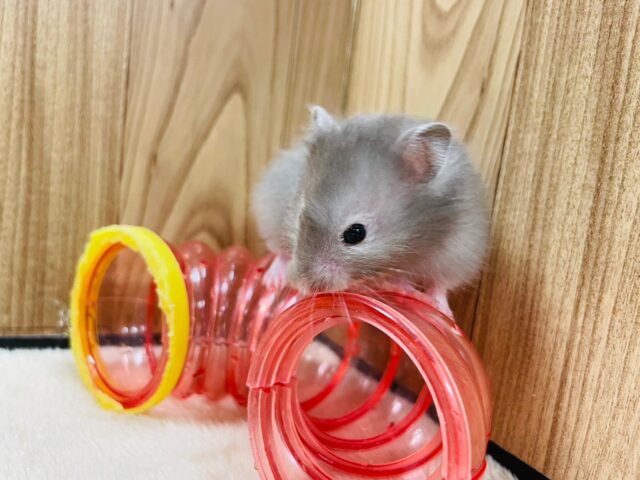 ゴールデンハムスター