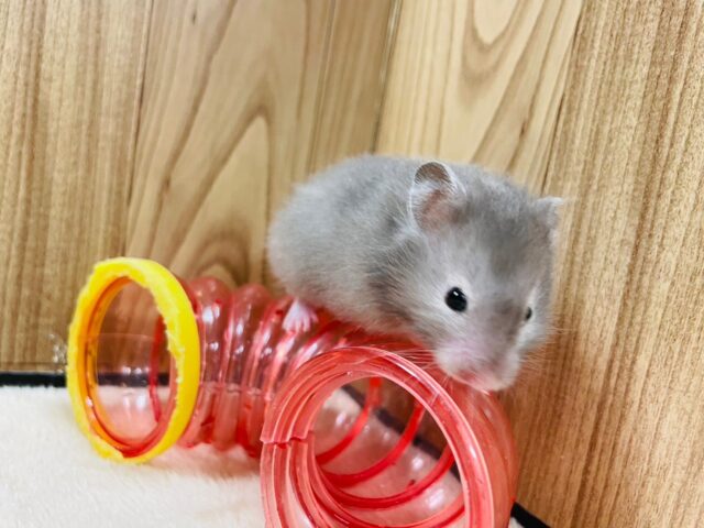 ゴールデンハムスター