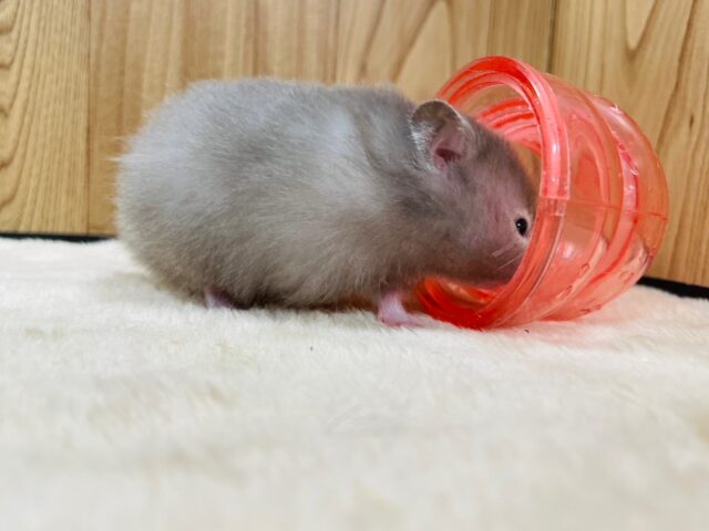 ゴールデンハムスター