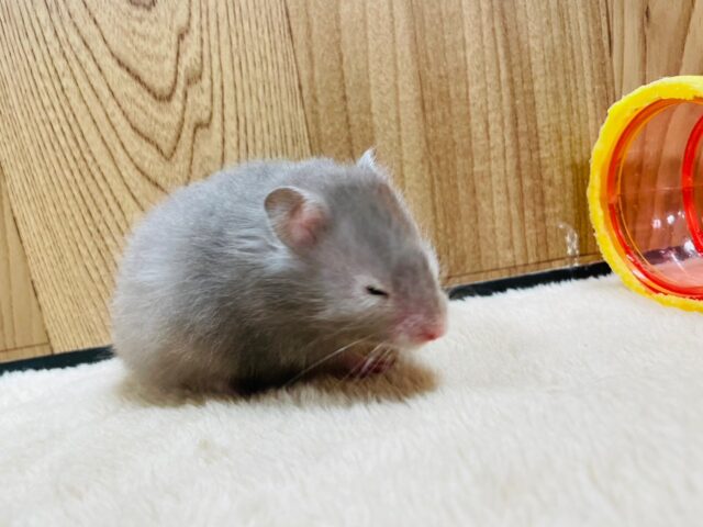 ゴールデンハムスター