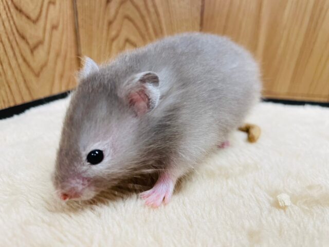 ゴールデンハムスター