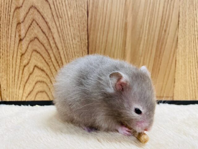 ゴールデンハムスター