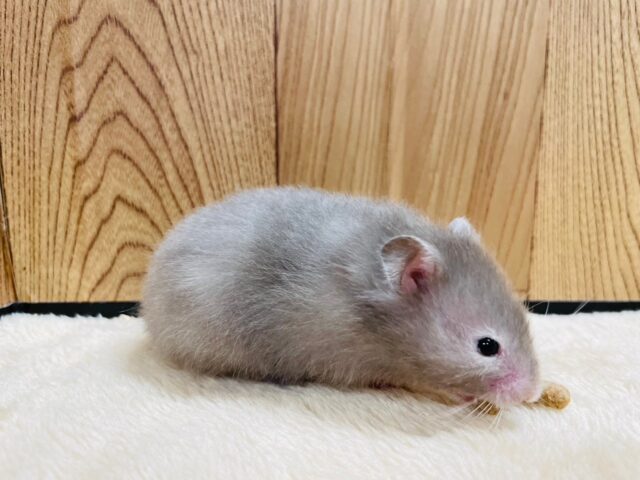 ゴールデンハムスター