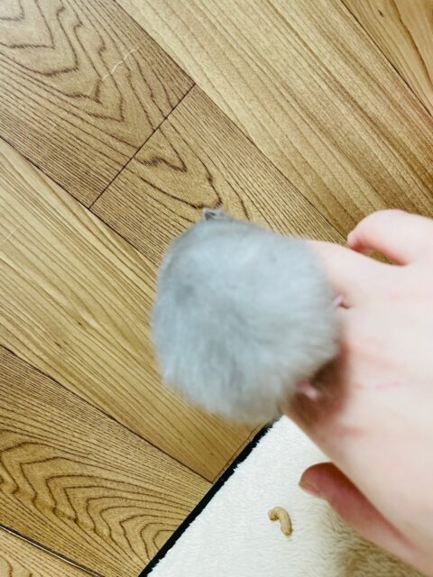 ゴールデンハムスター