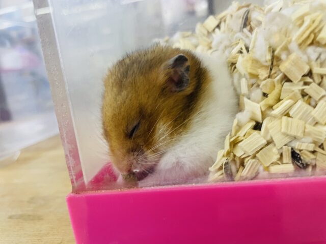 ゴールデンハムスター