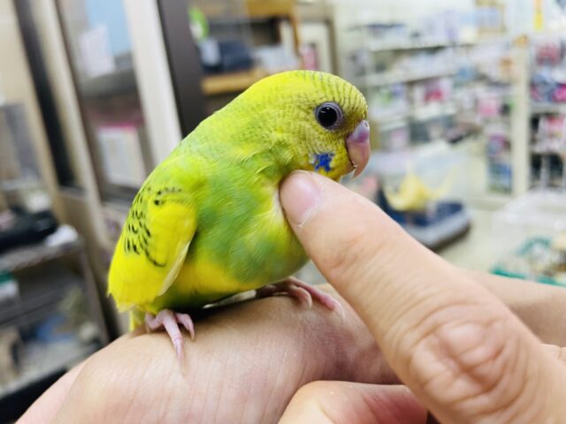 セキセイインコ