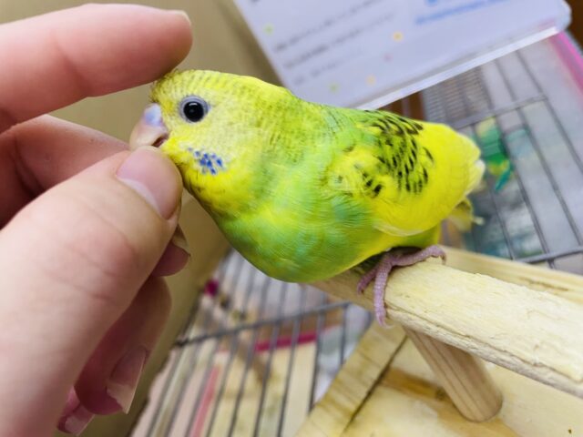 セキセイインコ
