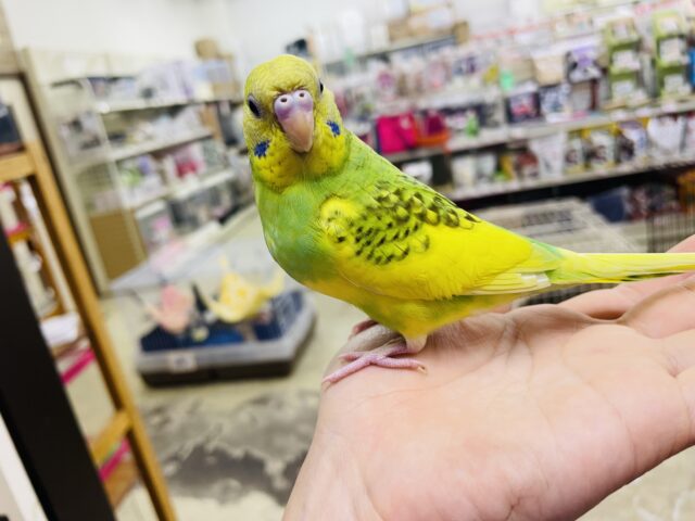 セキセイインコ