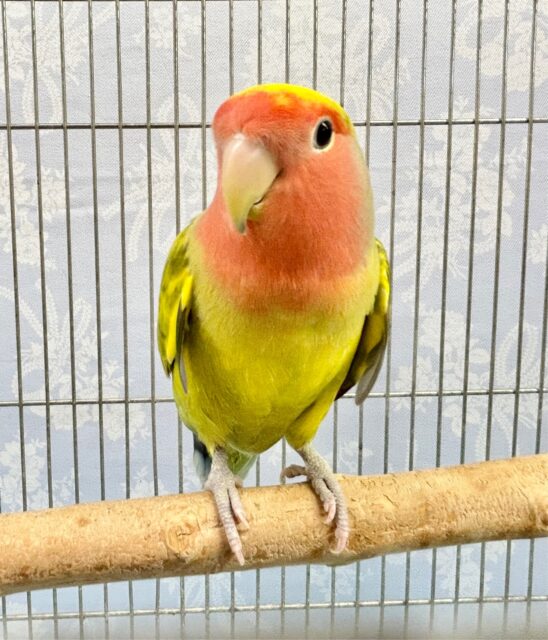 コザクラインコ（小桜インコ）