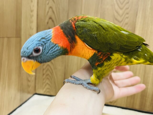 ゴシキセイガイインコ