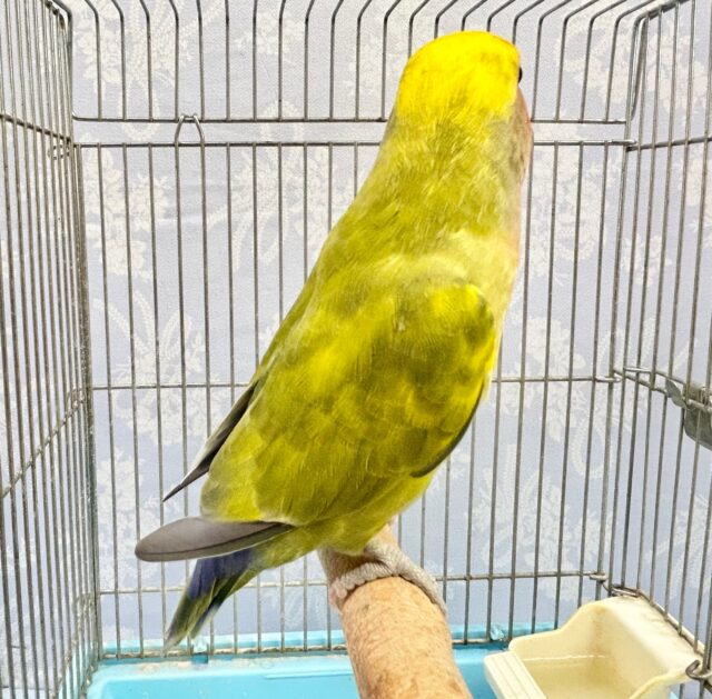 コザクラインコ（小桜インコ）