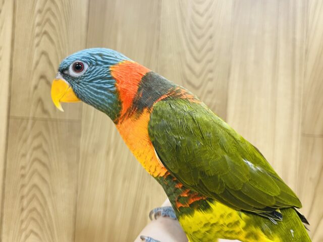 ゴシキセイガイインコ