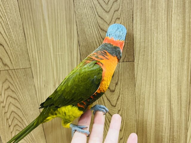 ゴシキセイガイインコ