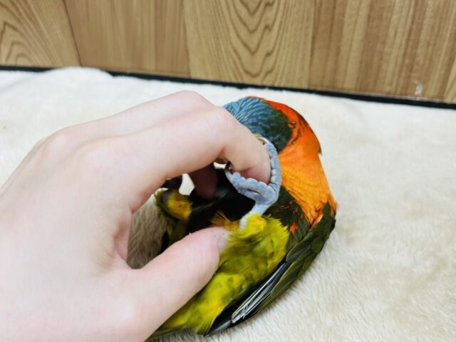 ゴシキセイガイインコ