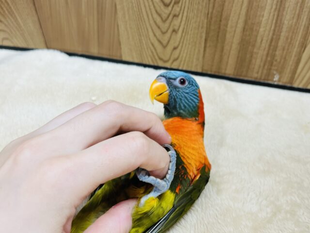 ゴシキセイガイインコ