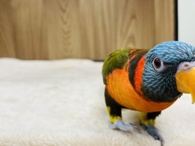 ゴシキセイガイインコ