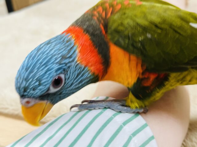 ゴシキセイガイインコ