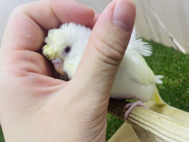 羽衣セキセイインコ